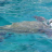 Turtle Island �ĥ��� 