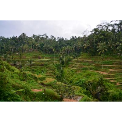Tegallalang Rice Terrace