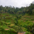 Tegallalang Rice Terrace