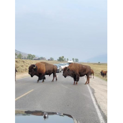 ��ޡ��Х졼�ΥХ��������