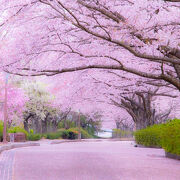 【関西】桜の名所！西日本も含めたお花見・絶景スポットを紹介