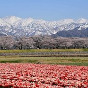 河津桜に千本桜！ 桜が織りなす絶景が楽しめるおすすめの花見スポット10選