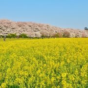 【関東】桜の名所！東日本も含めたお花見・絶景スポットを紹介