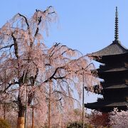 春を先取り！今からでも楽しめる日本全国の桜スポットを旅行記で紹介