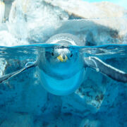 水族館のアイドル！ かわいいペンギンに会える関東の水族館10選