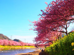 河津桜に千本桜！ 絶景の桜が楽しめる2016年おすすめの花見スポット10選