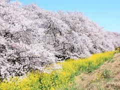 【関東】桜の名所！東日本も含めたお花見・絶景スポットを紹介
