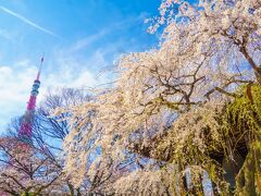 2022年 東京の桜の名所15選！花見が楽しめる絶景スポットを紹介