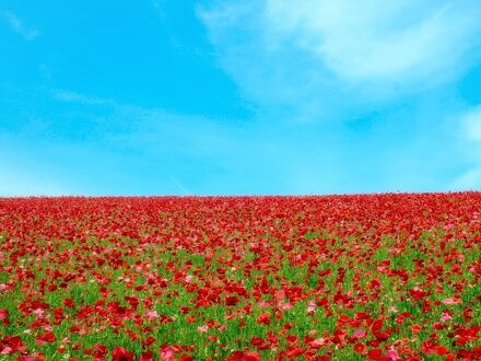 関東近郊の絶景花畑スポット！見ごろやイベントも紹介