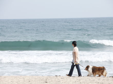 しぶごえ御宿海岸 写真