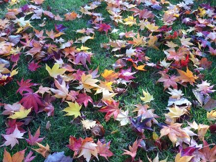 ペンション マウンテンパパ 写真