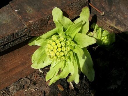 ペンション マウンテンパパ 写真