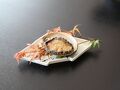 海の幸料理専門　懐（こころ）に優しい宿　丸善 写真