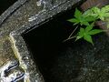 京・貴船 ひろや 写真