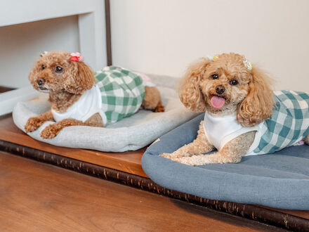 わんにゃんリゾートKURAYOSHI別邸葵町 写真