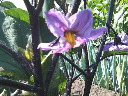 三徳屋（みのりや） 写真