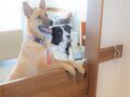 レジーナリゾート鴨川 写真