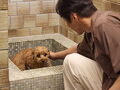 愛犬と泊まれる古民家リトリート 赤城山 -懐- 写真