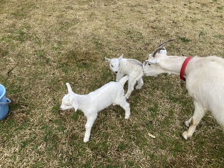 兜ガーデンファーム 写真