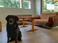 PRIVATE HOTEL WITH DOG 紡ぐ 結ぶ 写真