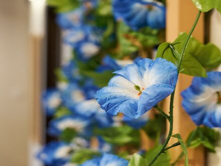 宿家 浅草あさがお 写真