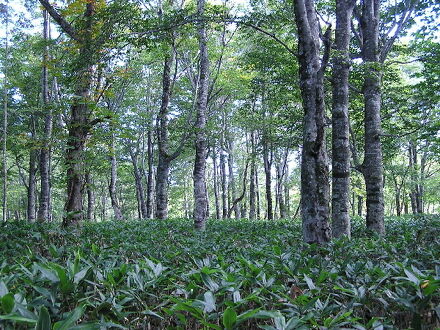 ペンション　サントノーレ 写真