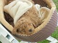 Ｂ＆Ｂ犬遊楽 写真
