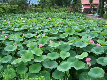 野沢温泉 清風館 写真