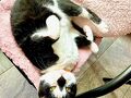 山とねこと遊ぶ宿みなみ家 写真