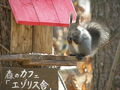 エゾリス君の宿カンタベリー 写真