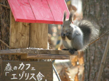 エゾリス君の宿カンタベリー 写真