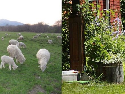 YORKSHIRE FARM (ヨークシャーファーム) 写真