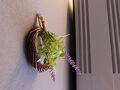 Little Birds Hostel 写真