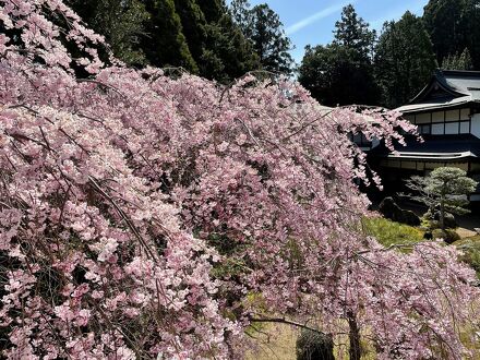 高野山　持明院 写真