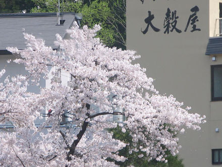 肘折温泉 お宿 大穀屋 写真