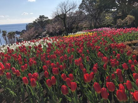 城ヶ崎川上ペンション 写真