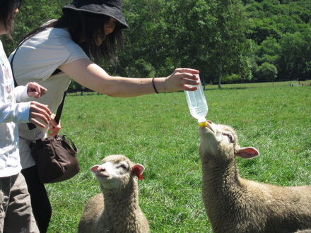 YORKSHIRE FARM (ヨークシャーファーム) 写真