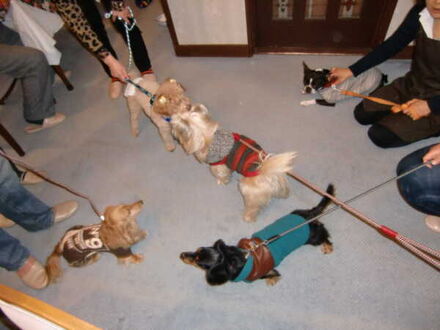 押し花アートを楽しめる犬の宿　ガラスの仔犬 写真