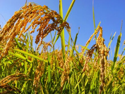 六日町温泉郷　ほてる　木の芽坂 写真