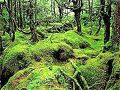リゾートイン ブローニュ 写真