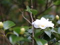 Ile d’or cafe&guesthouse ＜大飛島＞ 写真