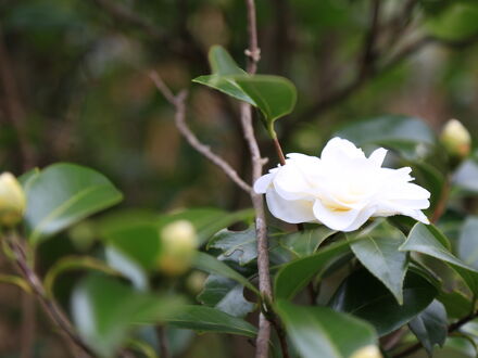 Ile d’or cafe&guesthouse ＜大飛島＞ 写真