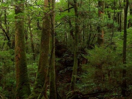屋久島雫ノ杜　＜屋久島＞ 写真