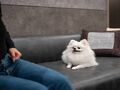 伊香保温泉 Doggyスイート ペロ 写真