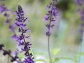 B&B Verdure (ヴェルデュール) 写真