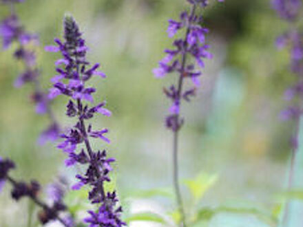 B&B Verdure (ヴェルデュール) 写真