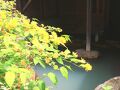 奥飛騨 平湯温泉 湯の平館 写真