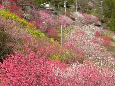 南信州小渋温泉　赤石荘 写真