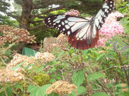 ロッヂ八ヶ嶺 写真