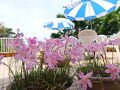 海の見えるペンション桜家 写真
